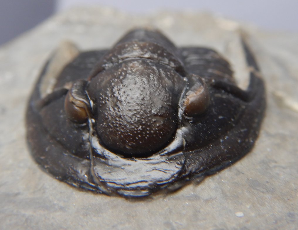 Fosilă - Schelet fosilă - Cornuproetus cornutus - 3.8 cm #4.3