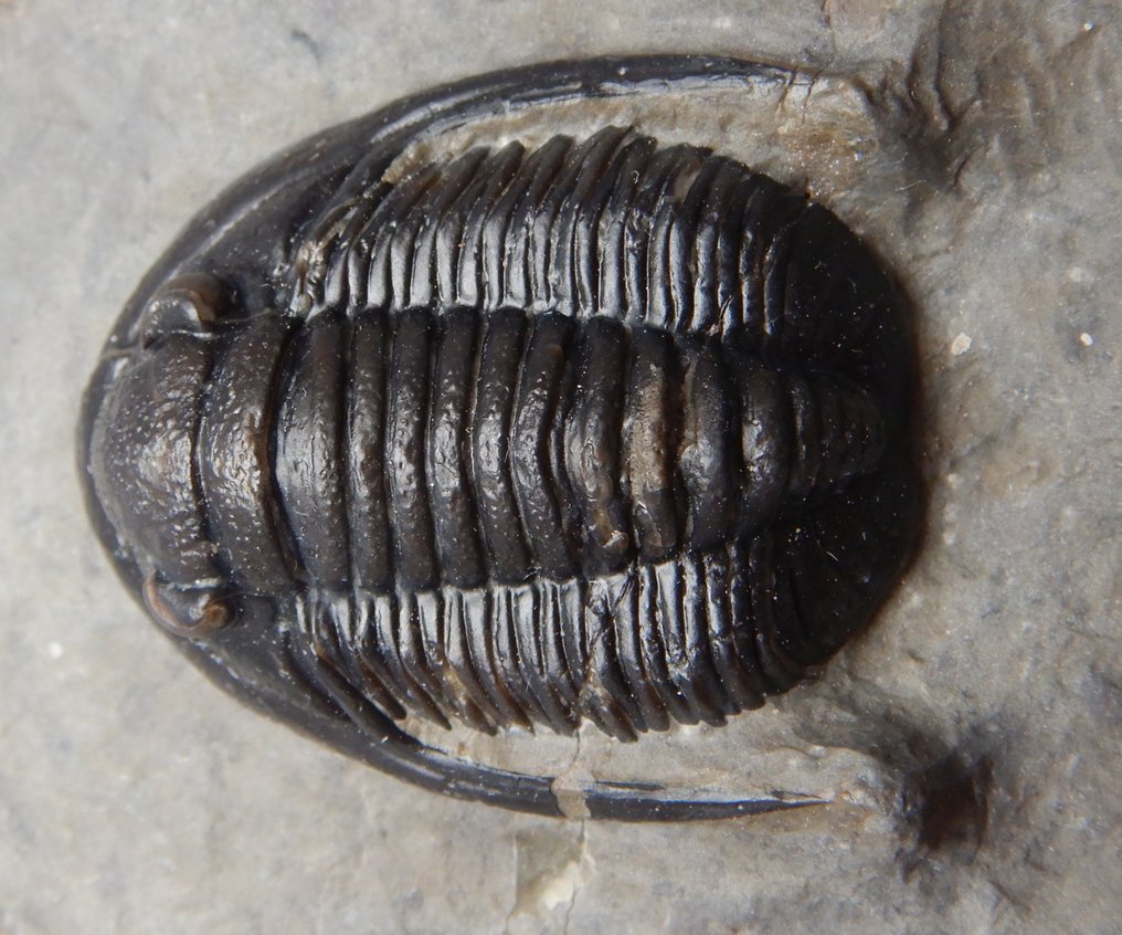 Fosilă - Schelet fosilă - Cornuproetus cornutus - 3.8 cm #1.0