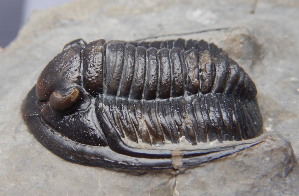 Fosilă - Schelet fosilă - Cornuproetus cornutus - 3.8 cm #3.2