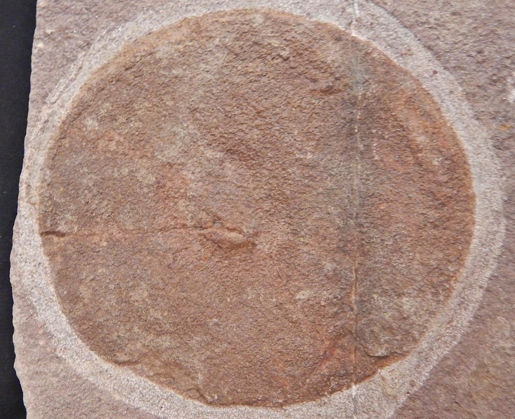 manet - Fossilt rygskjold - 23 cm - 10 cm #1.0