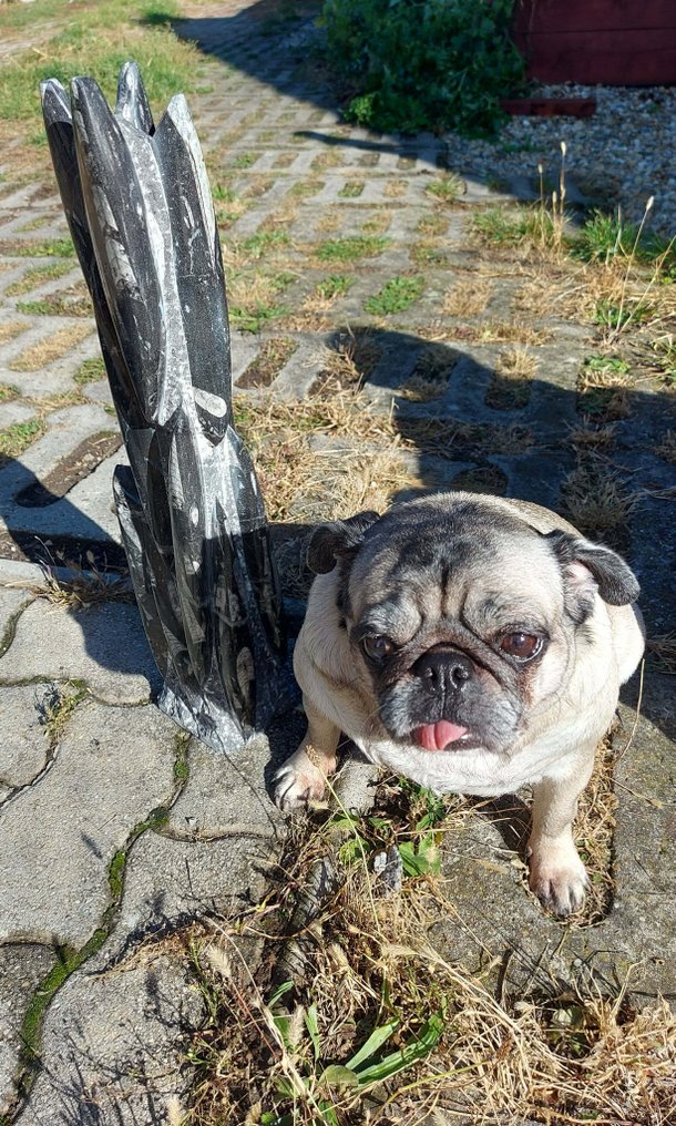 orthoceras, 7,8 kg - Fossil fragment - Orthoceras - 53 cm - 10 cm #4.3