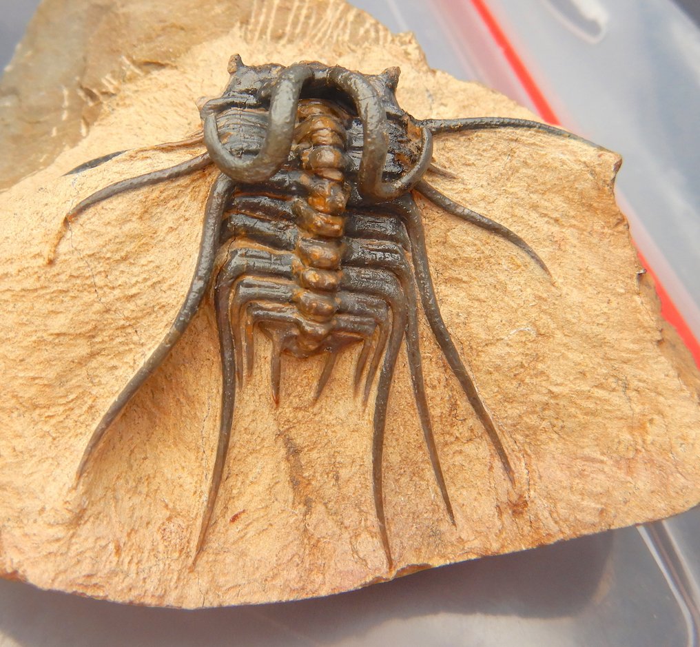 Trilobite - Fossile dyr - Dicranurus monstrosus & Leonaspis #3.2