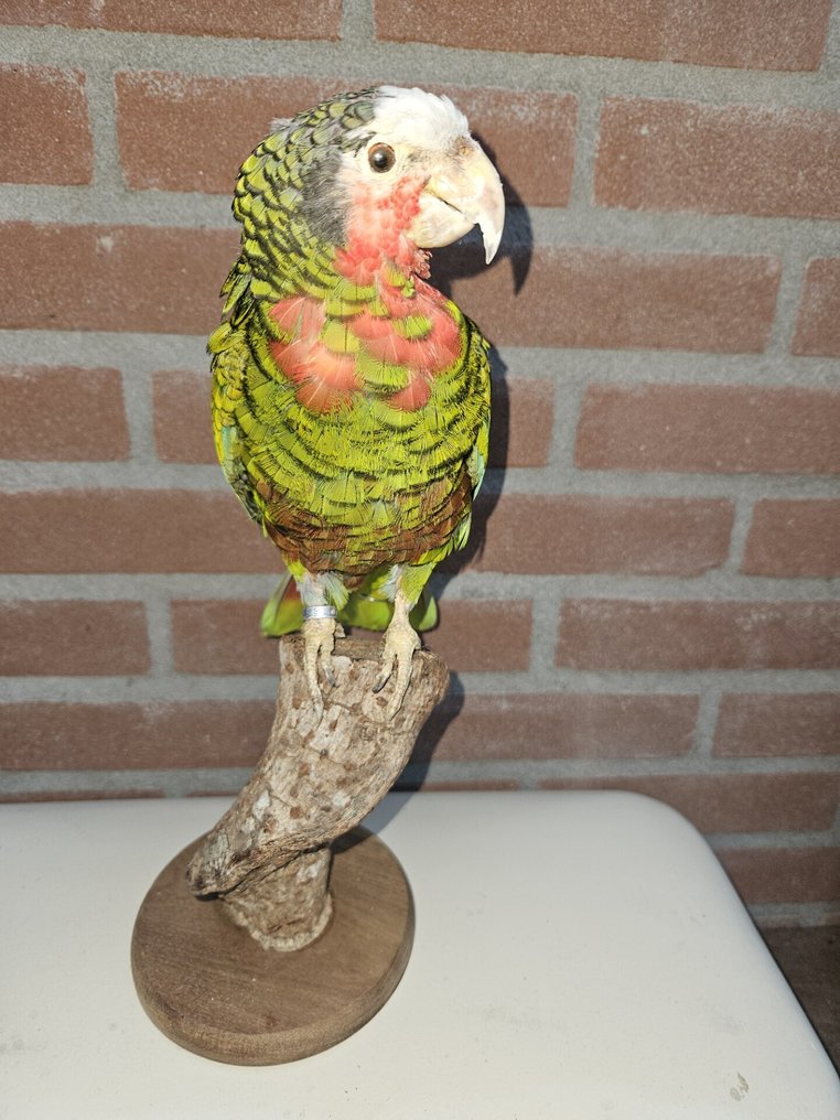 Amazone Papagei Taxidermie-Ganzkörpermontage - Amazona Leucocephala - with EU trading certificate - commercial usage - 34 cm - 12 cm - 18 cm - CITES Anhang I - Anlage A in der EU - 1 #4.3