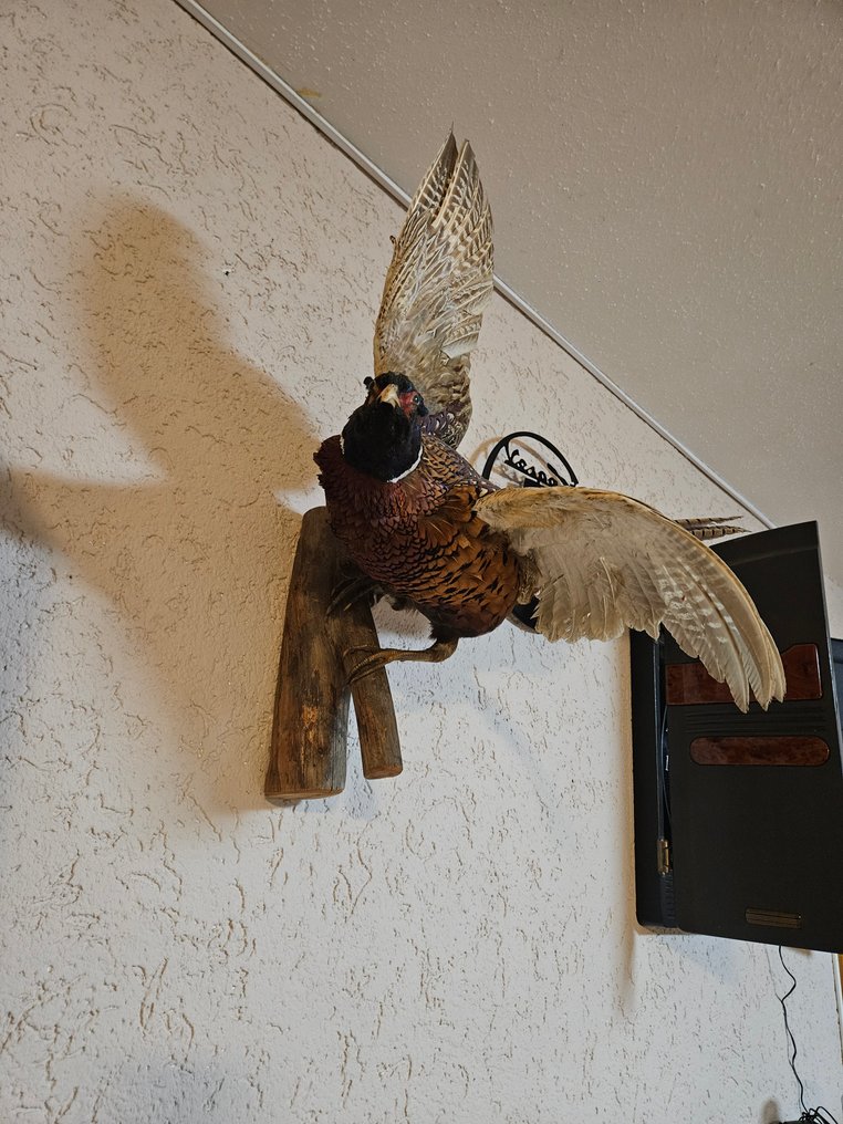 Fagiano Allestimento tassidermico a corpo intero - Phasiauns cholchicus - 60 cm - 70 cm - 44 cm - 1 #1.0