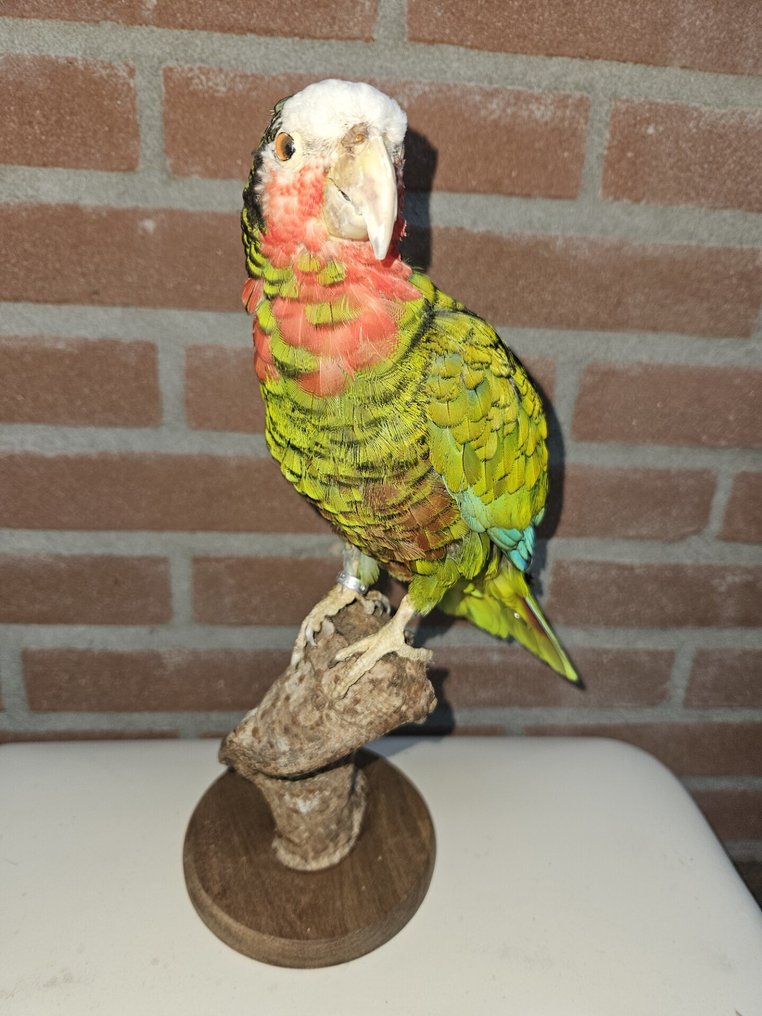 Amazone Papagei Taxidermie-Ganzkörpermontage - Amazona Leucocephala - with EU trading certificate - commercial usage - 34 cm - 12 cm - 18 cm - CITES Anhang I - Anlage A in der EU - 1 #3.2