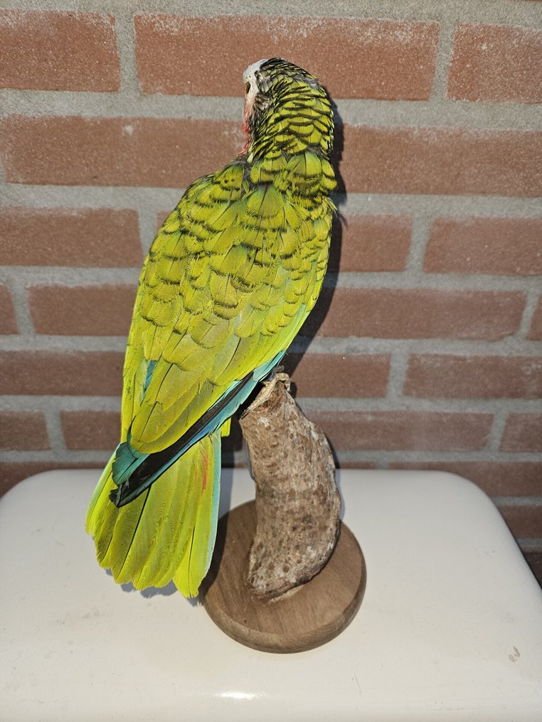 Amazone Papagei Taxidermie-Ganzkörpermontage - Amazona Leucocephala - with EU trading certificate - commercial usage - 34 cm - 12 cm - 18 cm - CITES Anhang I - Anlage A in der EU - 1 #1.0