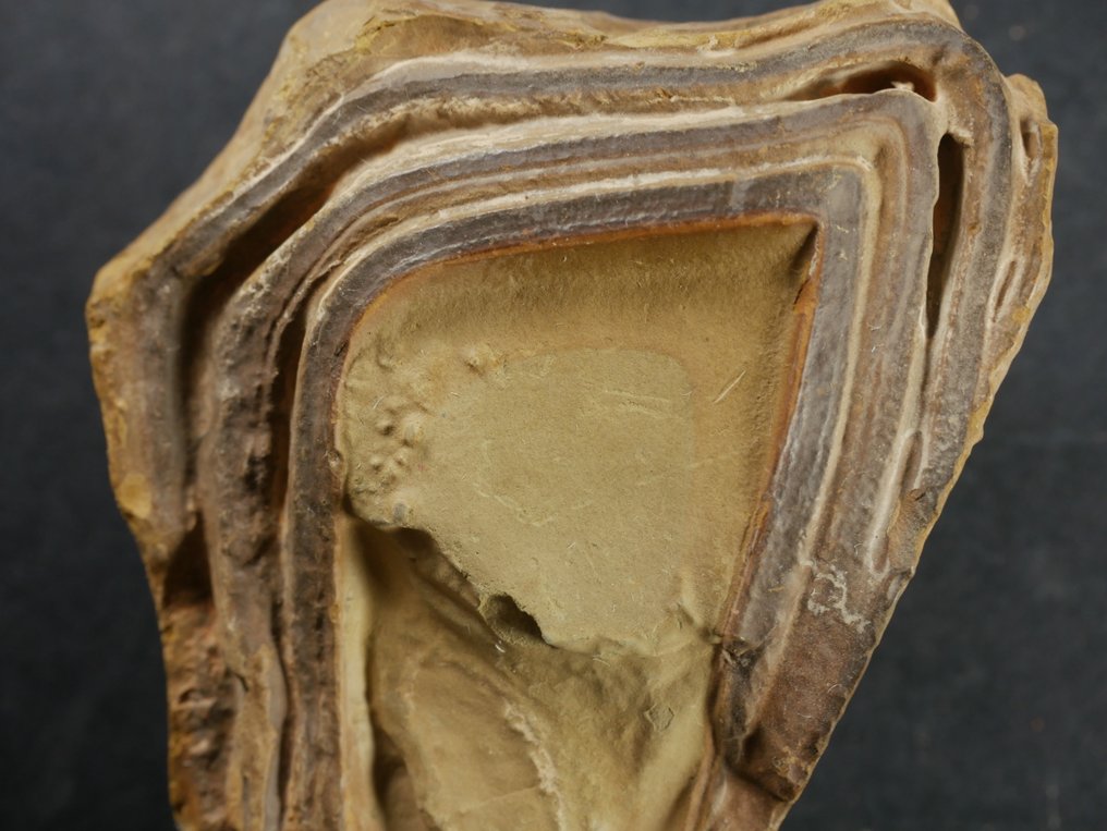 Frammento fossile - stromatolite - 9 cm (Senza Prezzo di Riserva) #4.3