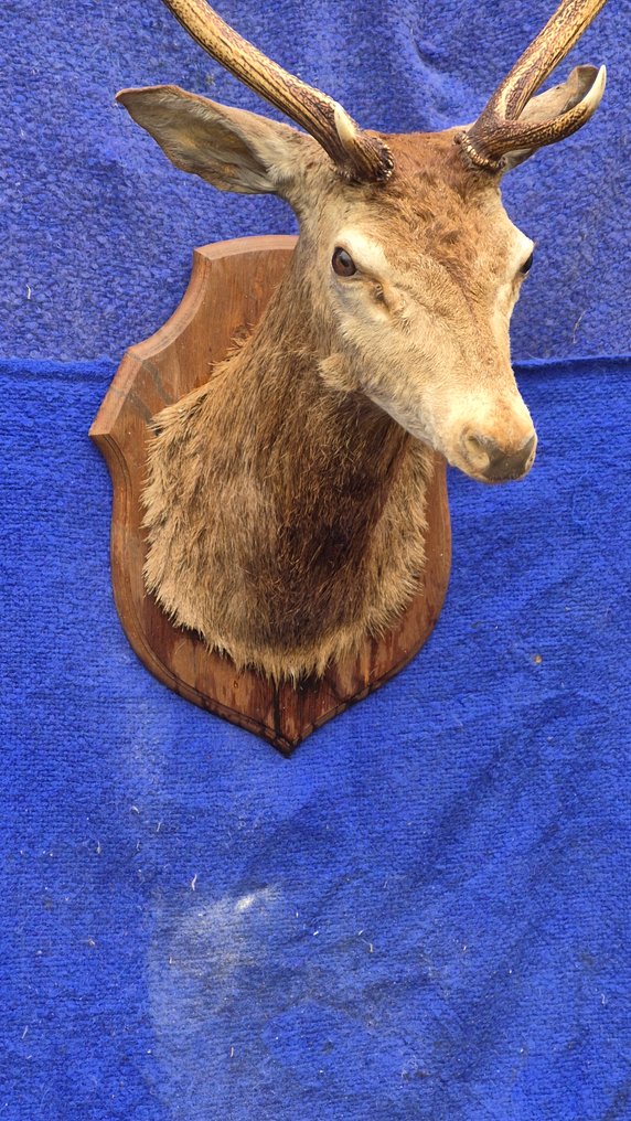 Cervo Nobile Allestimento tassidermico a parete - Cervus elaphus - grande tête en cape d'un 10 cors - avec bois atypiques - 120 cm - 62 cm - 72 cm - Specie non CITES #2.1