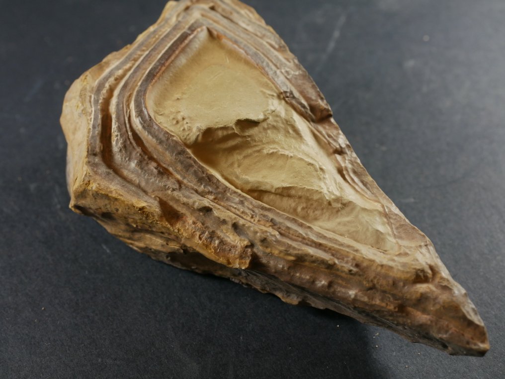 Frammento fossile - stromatolite - 9 cm (Senza Prezzo di Riserva) #2.1