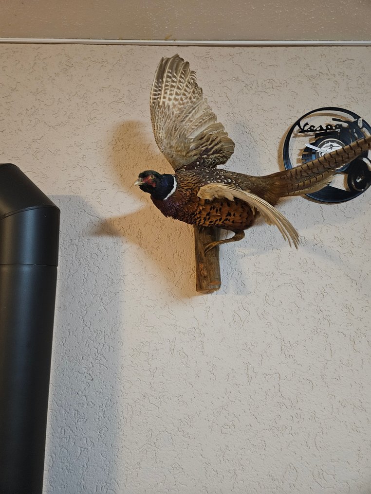 Fagiano Allestimento tassidermico a corpo intero - Phasiauns cholchicus - 60 cm - 70 cm - 44 cm - 1 #1.0