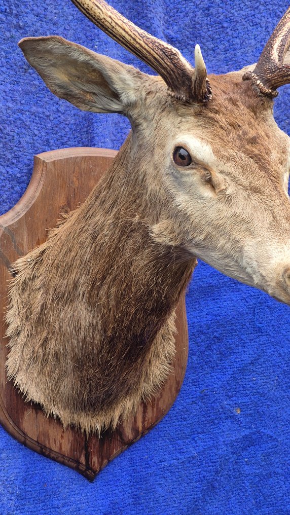 Cervo Nobile Allestimento tassidermico a parete - Cervus elaphus - grande tête en cape d'un 10 cors - avec bois atypiques - 120 cm - 62 cm - 72 cm - Specie non CITES #4.3