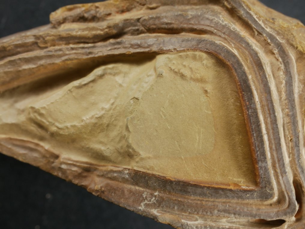 Frammento fossile - stromatolite - 9 cm (Senza Prezzo di Riserva) #1.0