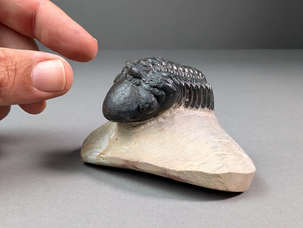 Trilobite - Fossilised animal - Reedops cephalotes - 9 cm - 6.8 cm  (No Reserve Price) #1.0