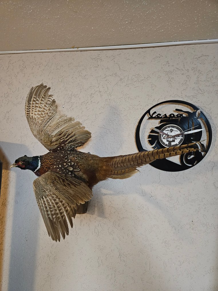 Fagiano Allestimento tassidermico a corpo intero - Phasiauns cholchicus - 60 cm - 70 cm - 44 cm - 1 #3.2