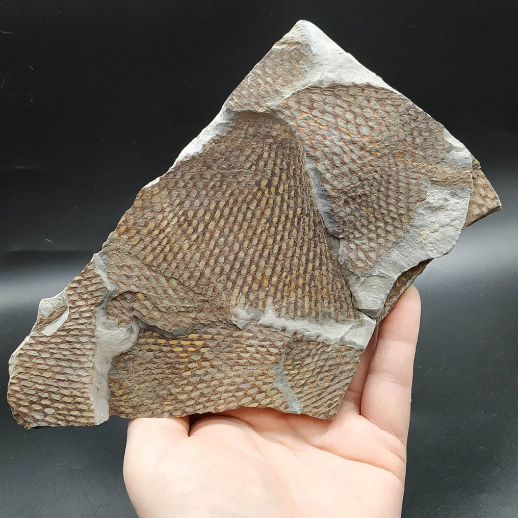 格拉普托莱特 - 化石板块基质 - Araneograptus murrayi #1.0