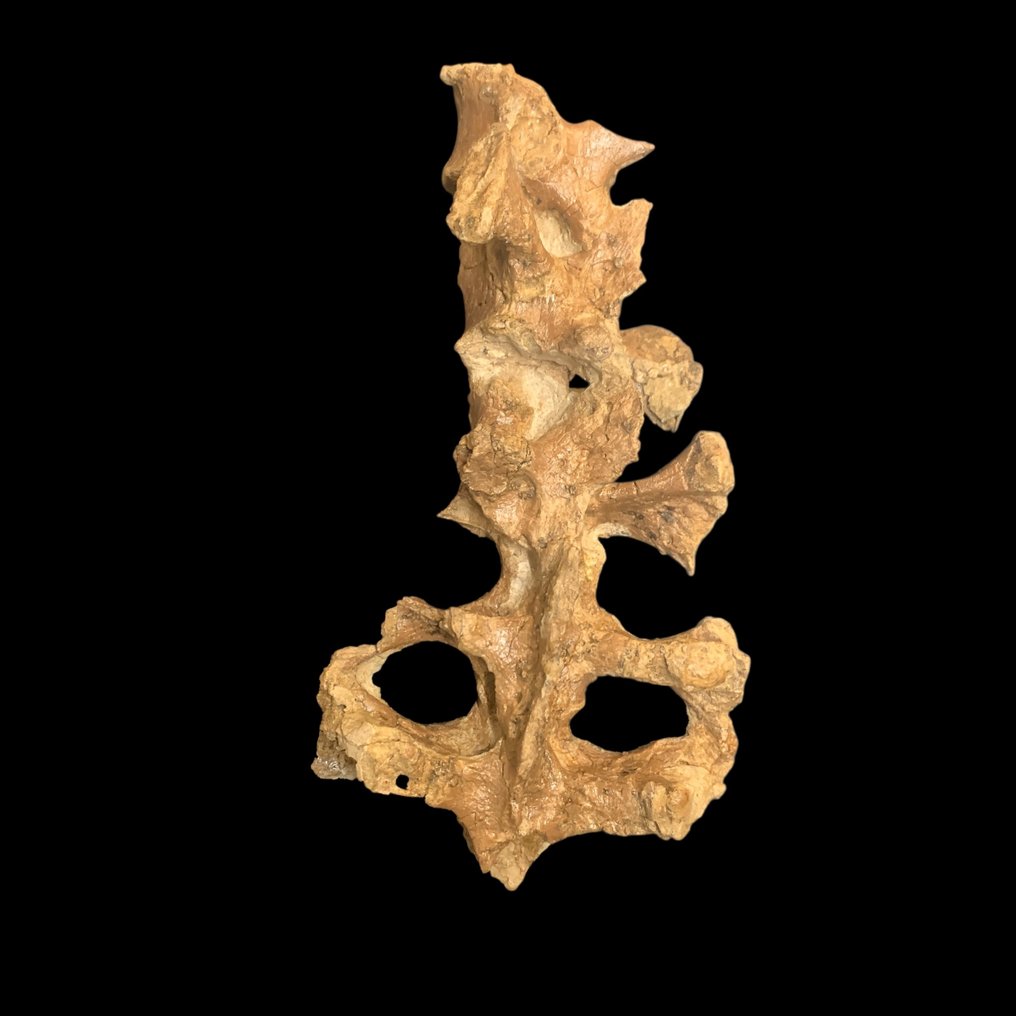 Fossil bone - psittacosaurus - 13.5 cm - 7 cm #1.0