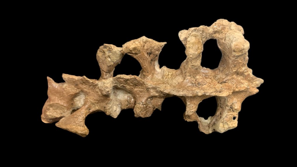 Fossil bone - psittacosaurus - 13.5 cm - 7 cm #2.1