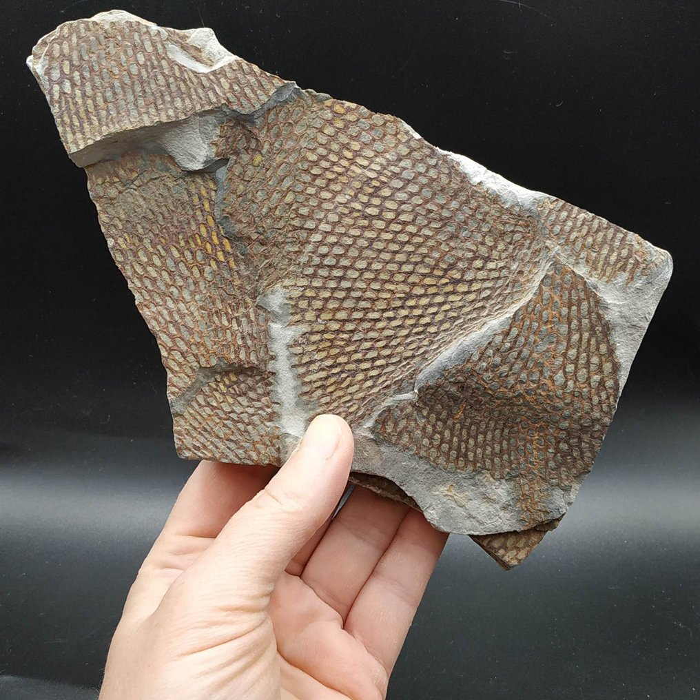 格拉普托莱特 - 化石板块基质 - Araneograptus murrayi #2.1