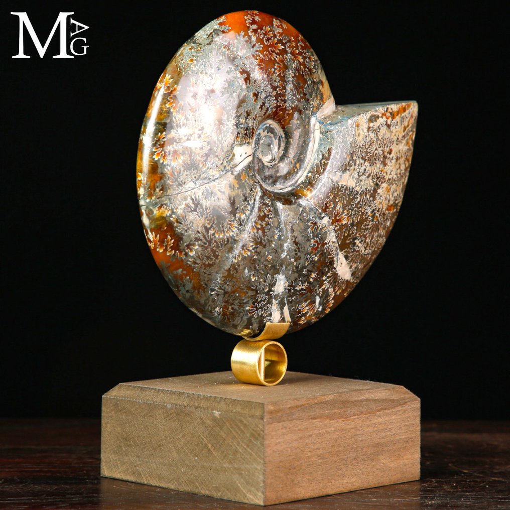 Hyvä laatu Ammonite Cleoniceras fossiilinen ammoniitti Design Base -sivustolla. - Korkeus: 186 mm - Leveys: 160 mm- 1108 g #4.3