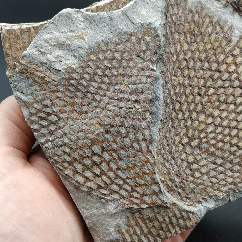 格拉普托莱特 - 化石板块基质 - Araneograptus murrayi #4.3