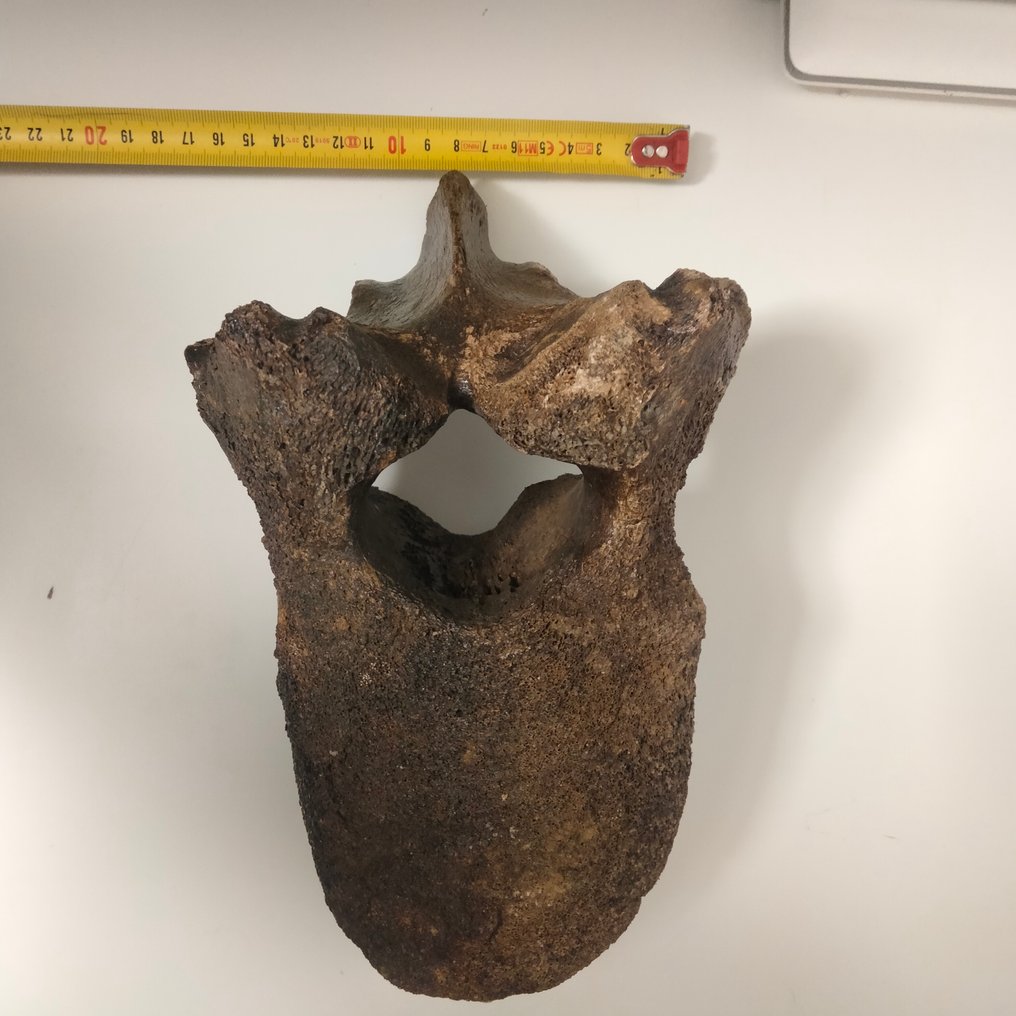 Woolly Mammoth - Fossil vertebra bone - mammuthus primigenius - 25 cm - 15 cm #2.1