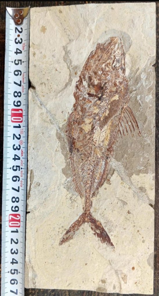 Fish - Fossil plate matrix - Halec #1.0