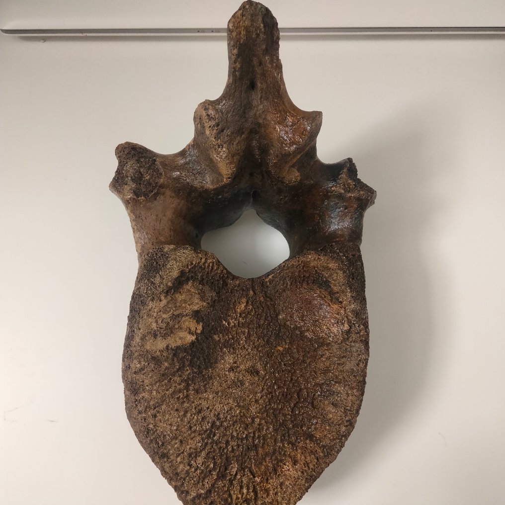 Woolly Mammoth - Fossil vertebra bone - mammuthus primigenius - 25 cm - 15 cm #3.2