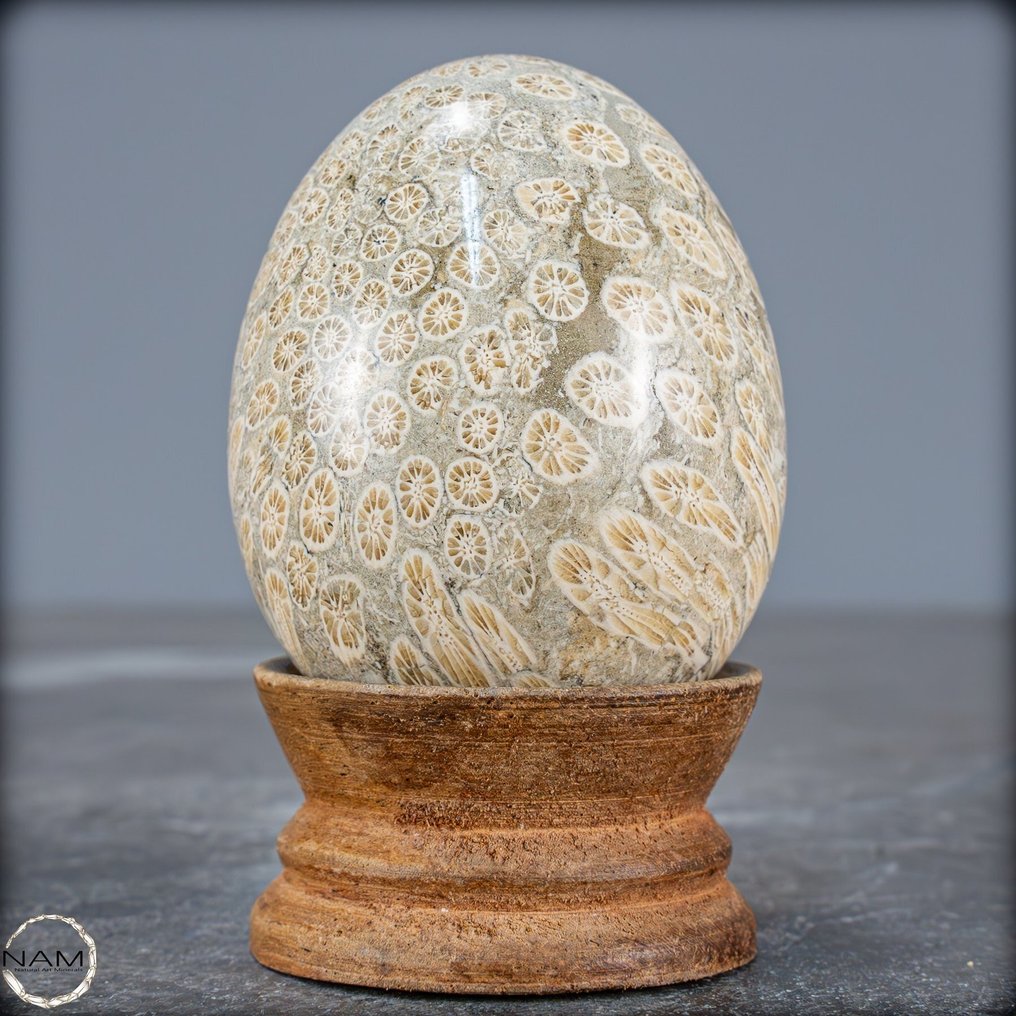 下颌化石 - 47 mm - 60 mm  (没有保留价) #1.0