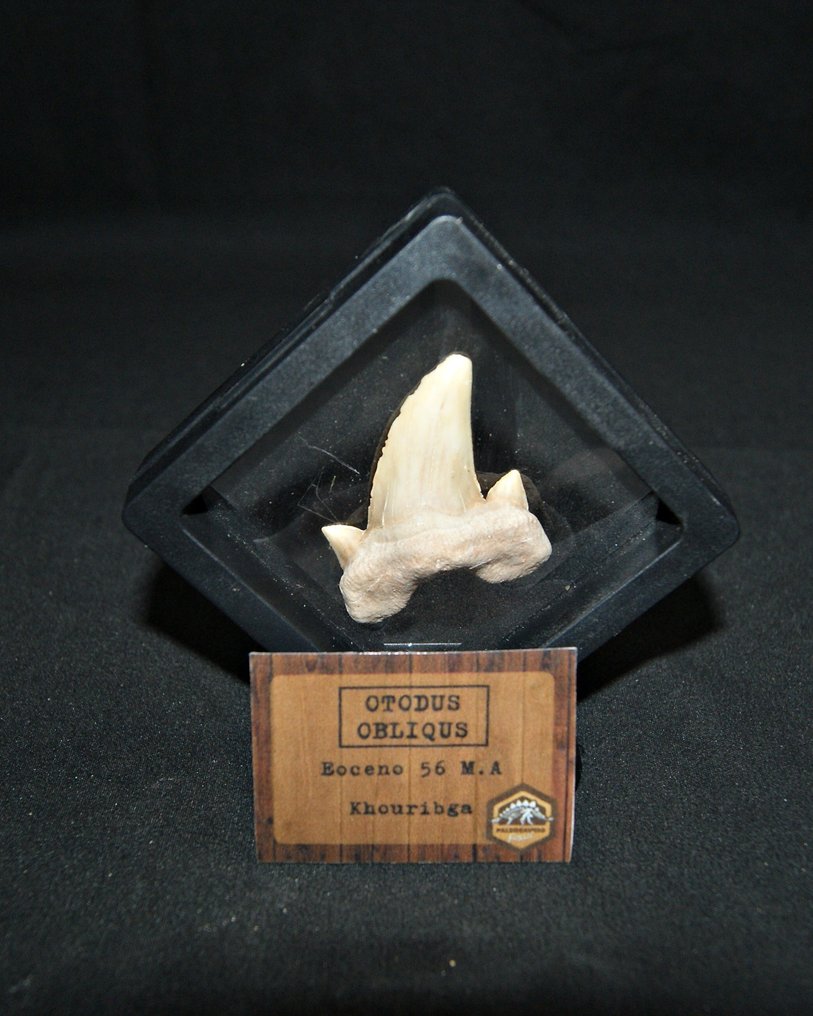 Shark - Fossil tooth - Otodus obliquus de alta calidad  (No Reserve Price) #2.1