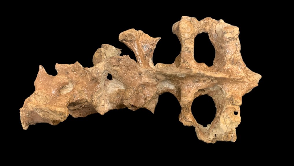 Fossil bone - psittacosaurus - 13.5 cm - 7 cm #4.3