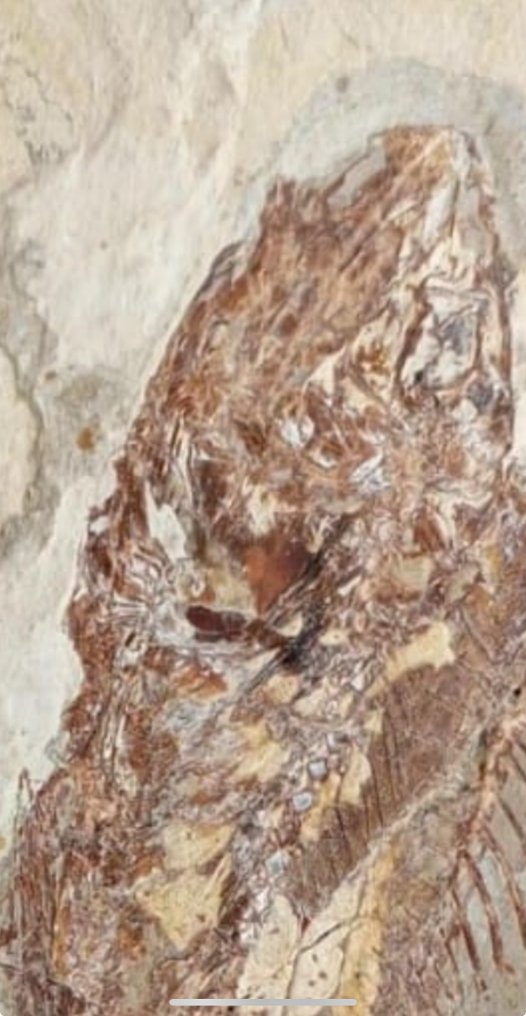 Fish - Fossil plate matrix - Halec #1.0