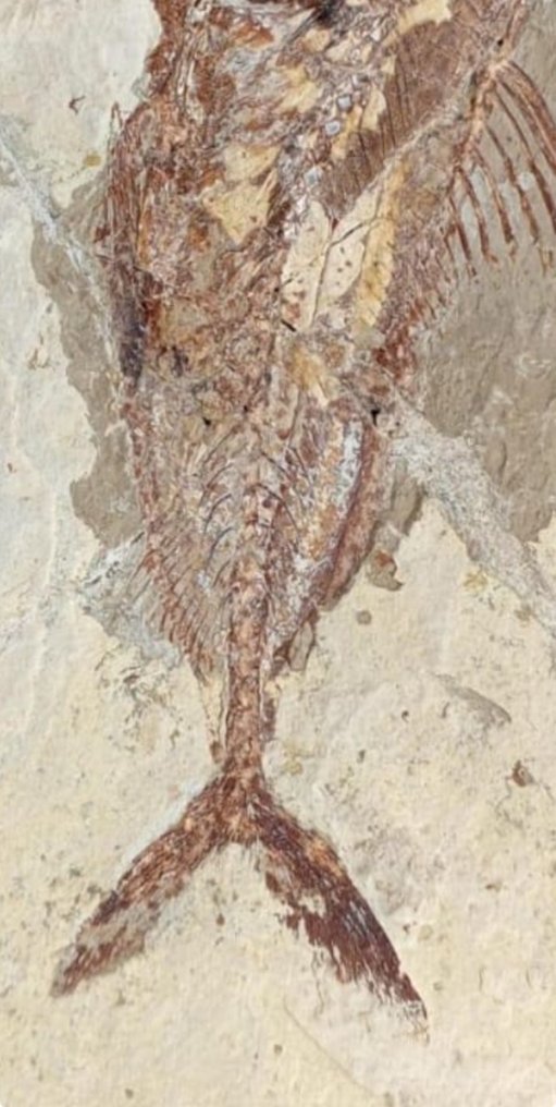 Fish - Fossil plate matrix - Halec #3.2