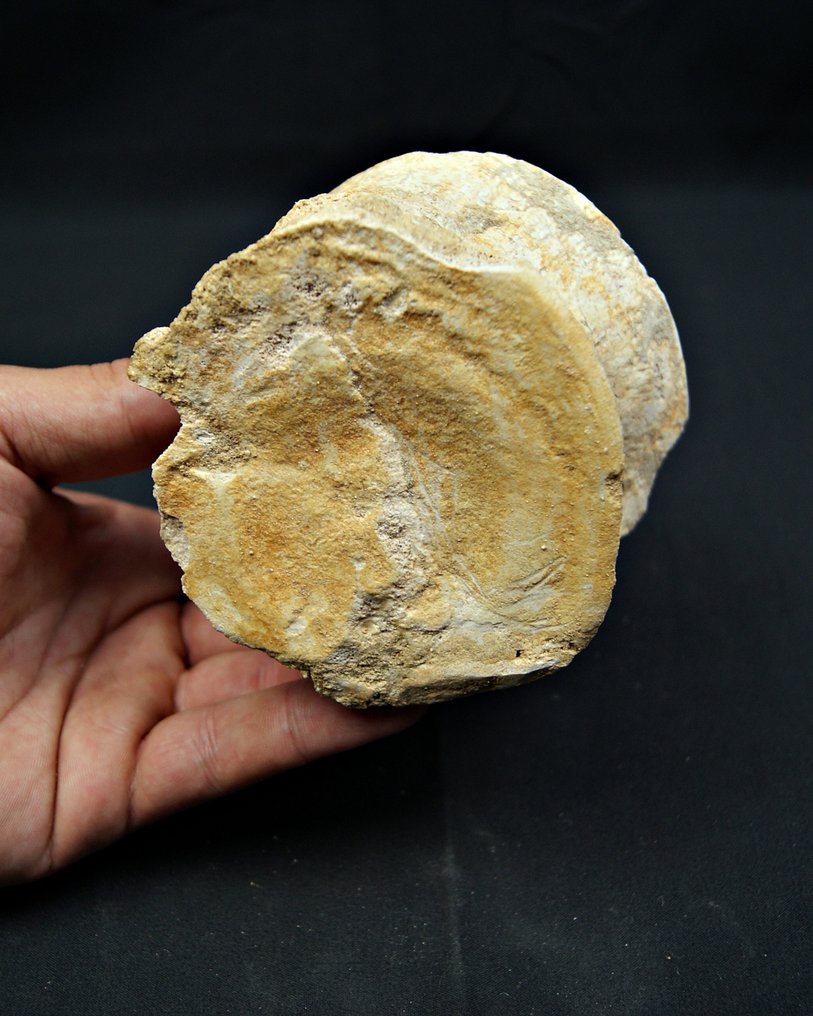 Mosassauro - Osso fóssil - Mosasaurus Prognotodon  (Sem preço de reserva) #4.3