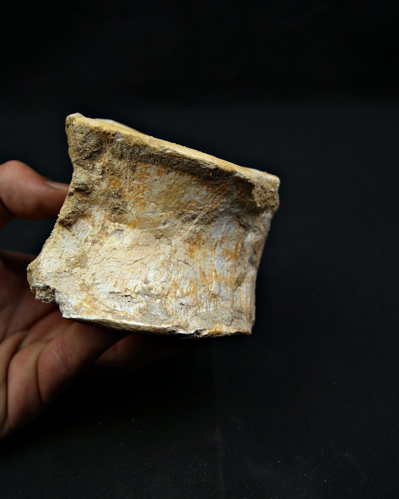 Mosassauro - Osso fóssil - Mosasaurus Prognotodon  (Sem preço de reserva) #3.2