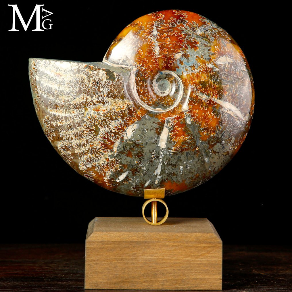 Hyvä laatu Ammonite Cleoniceras fossiilinen ammoniitti Design Base -sivustolla. - Korkeus: 186 mm - Leveys: 160 mm- 1108 g #1.0