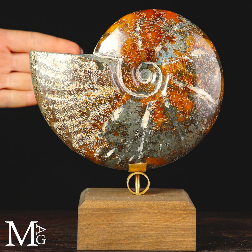 Hyvä laatu Ammonite Cleoniceras fossiilinen ammoniitti Design Base -sivustolla. - Korkeus: 186 mm - Leveys: 160 mm- 1108 g #1.0