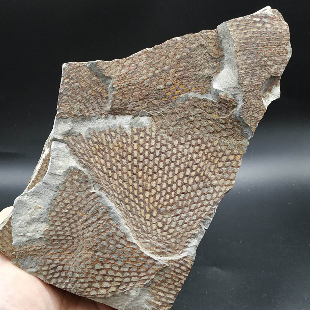 格拉普托莱特 - 化石板块基质 - Araneograptus murrayi #3.2