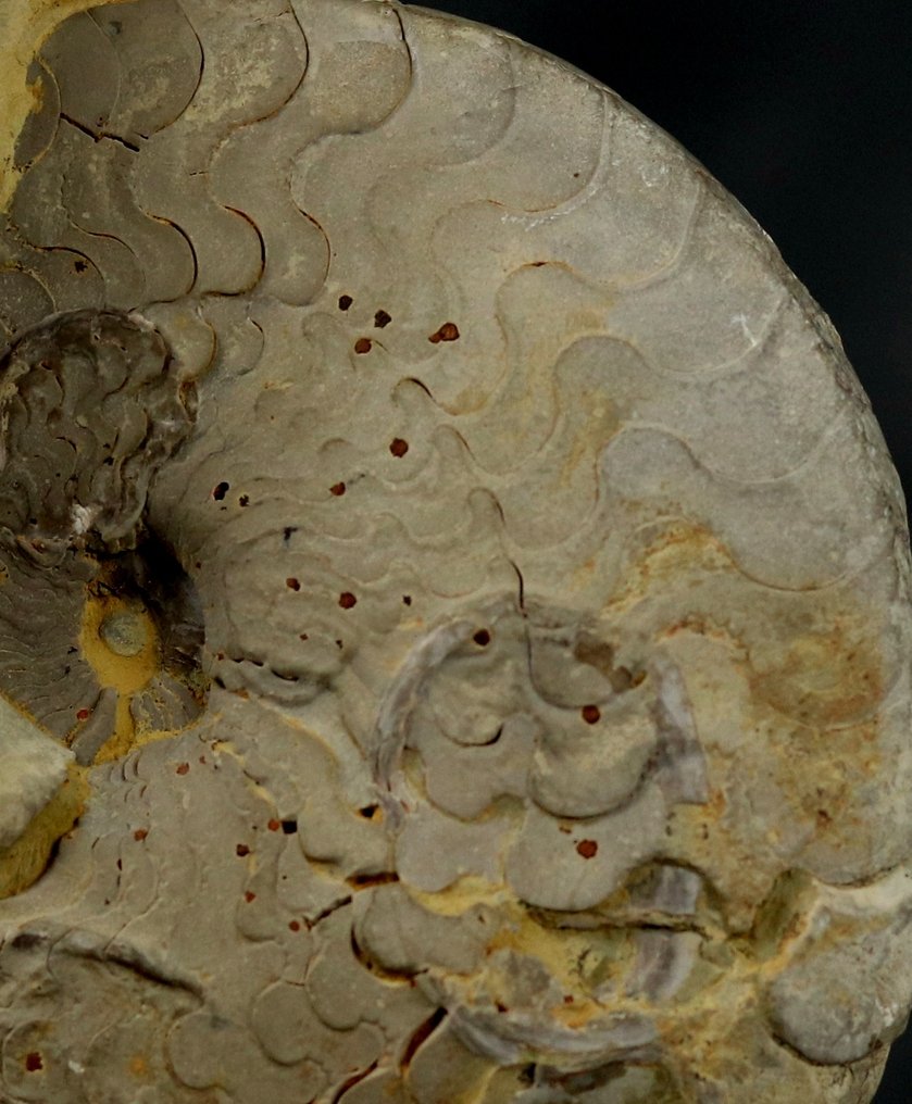 Uncommon Triassic Ammonite with particular sutur lines - Fossilised animal - Discoceratites dorsoplanus - 15.5 cm  (No Reserve Price) #2.1