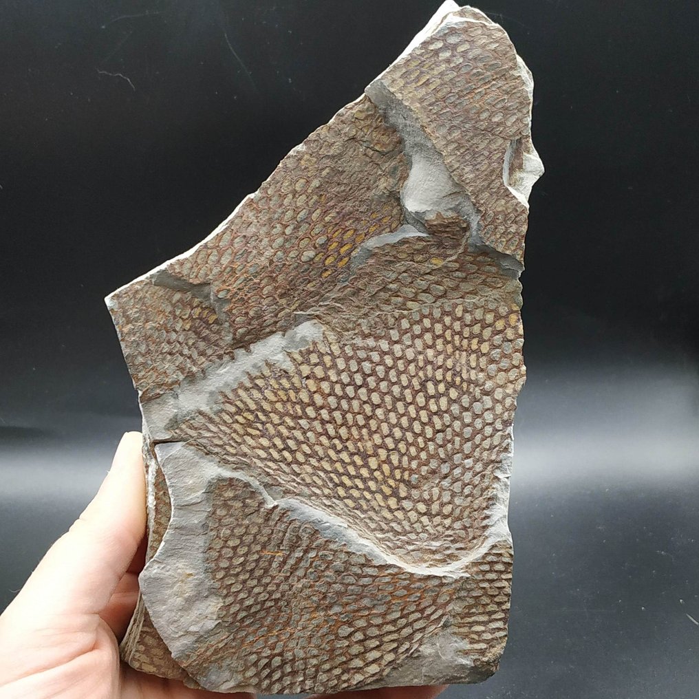 格拉普托莱特 - 化石板块基质 - Araneograptus murrayi #1.0