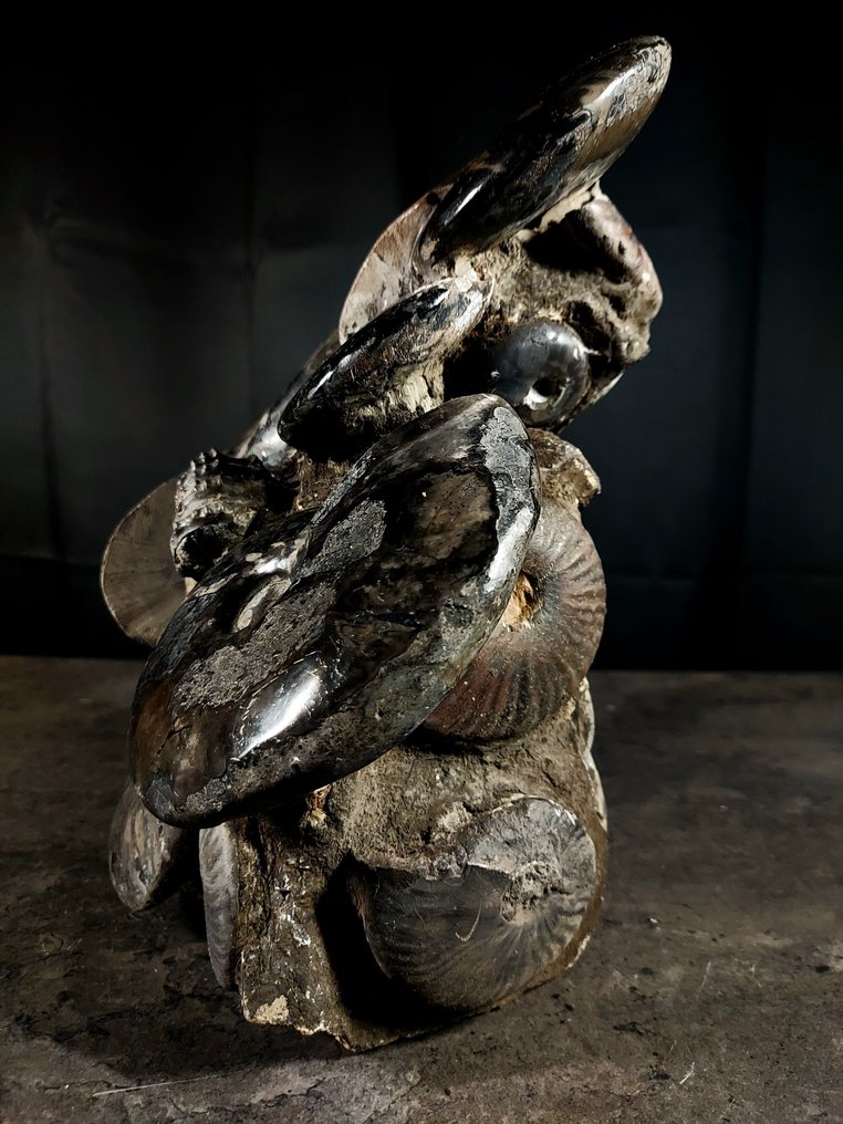 Enormer und schwerer albianischer Block. - Tierfossil - 24 cm - 26 cm #3.2