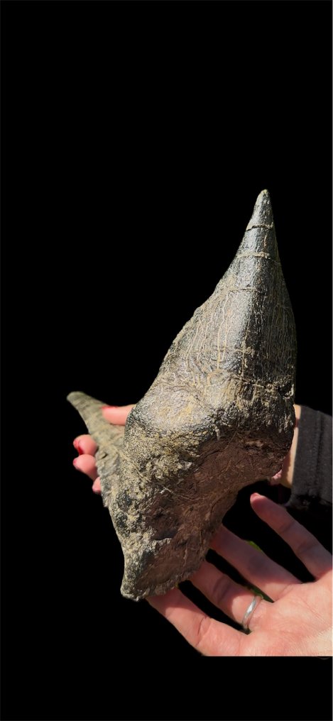 spectaculaire collier osseux - Squelette fossile - Ankylosauro Spicomellus afer - 38 cm - 22 cm #4.3