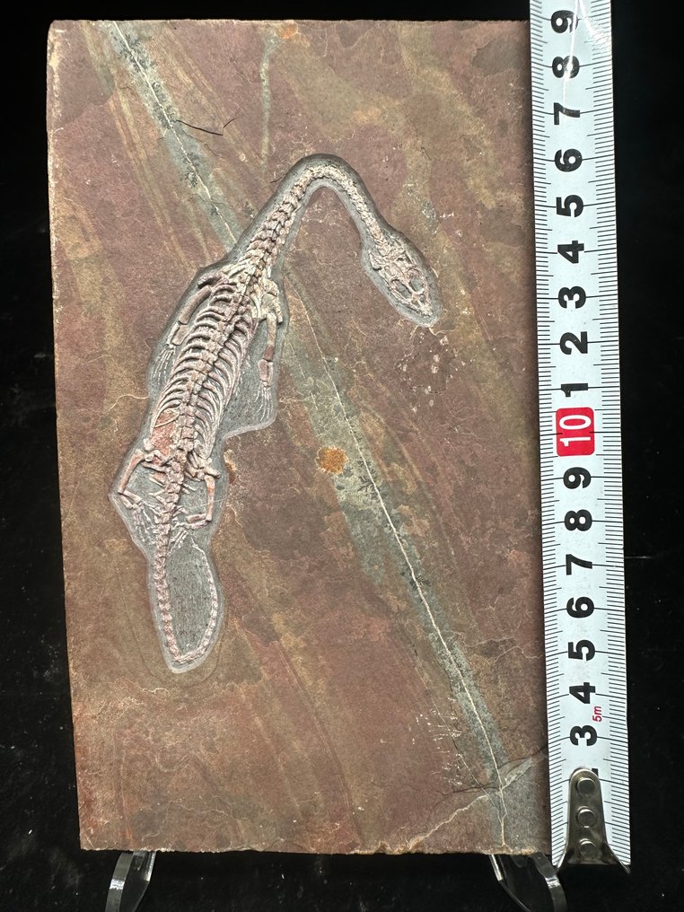 Fossil plate matrix - Keichousaurus sp. - 19 cm - 12.3 cm #2.1