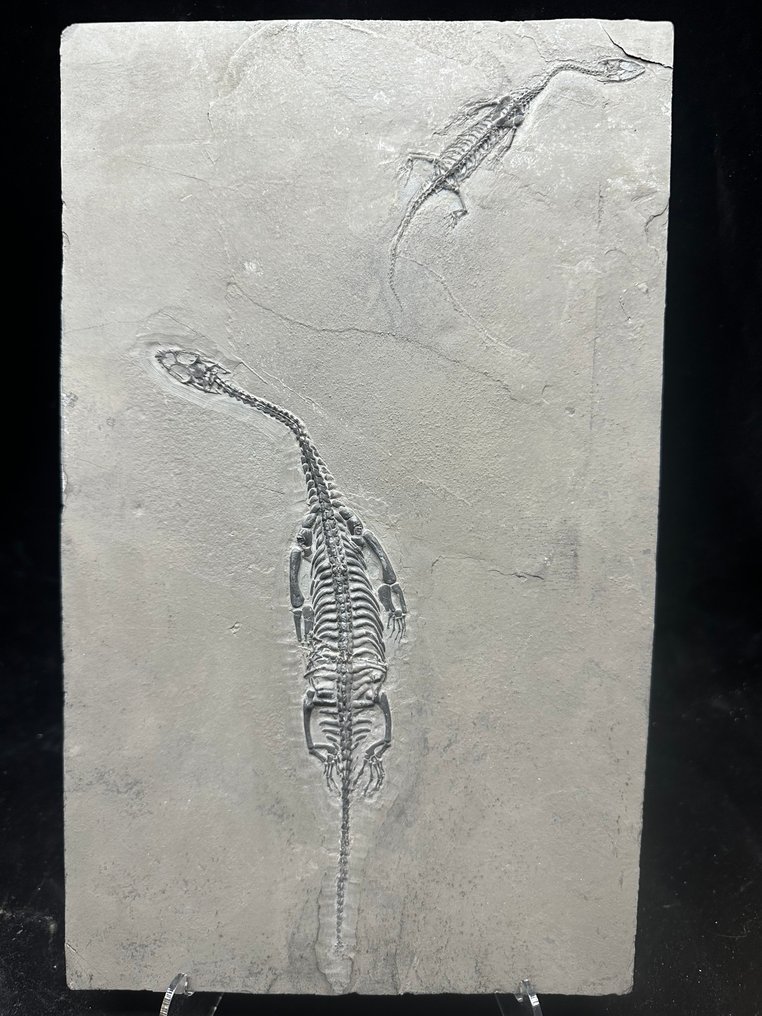 Fossil - Fossilplattenmatrix - 2 Keichousaurus sp. (Father and son) - 33 cm - 20,5 cm #2.1