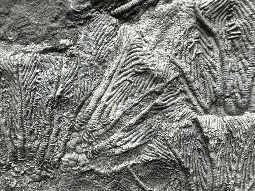 Lys de mer - Matrice fossile - Crinoidea - 21 cm - 17 cm #4.3