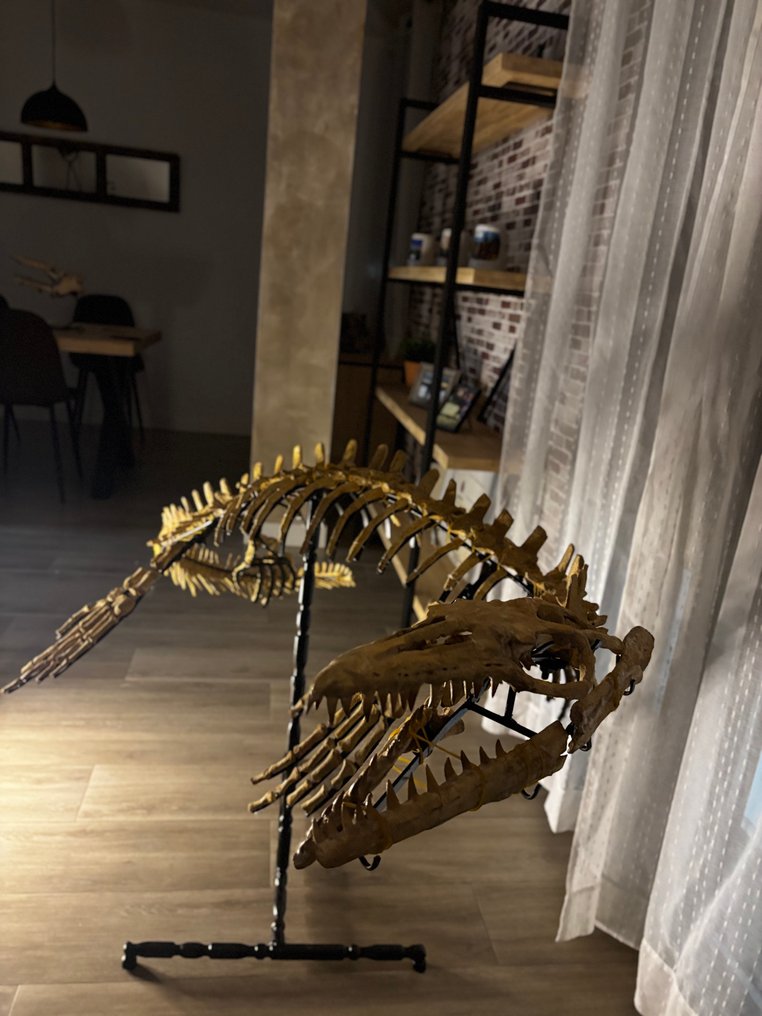 Mosasauro - Scheletro fossile #3.2