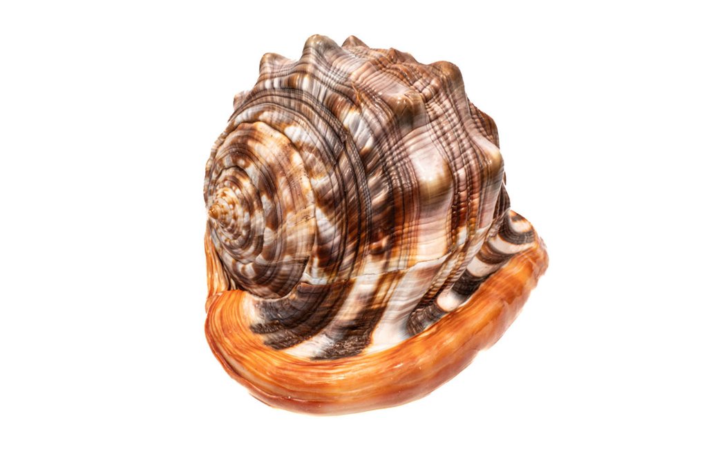 牛嘴頭盔魚 - 體型巨大 ****顏色非常深**** 標本牆壁支架 - Cypraecassis rufa - 17 cm - 0 cm - 0 cm - CITES 附件2 - 歐盟內附件B - 1 #1.0