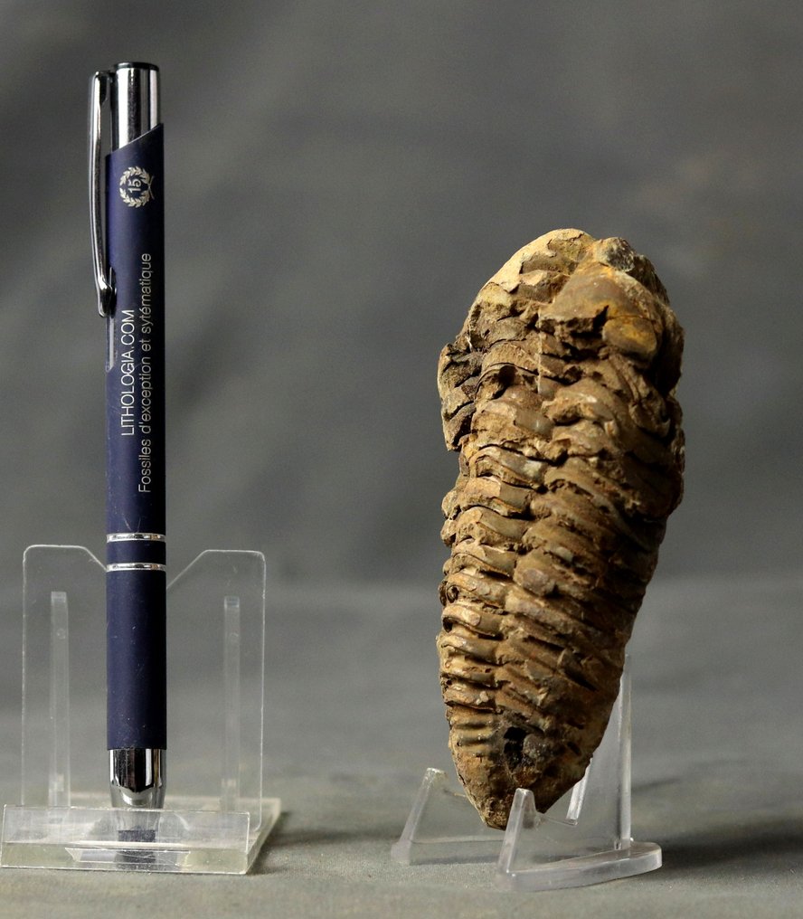 A big and decorative fossil trilobite ( 10 cm !! ) - Fossilised animal - Diacalymene ouzregi - 10 cm  (No Reserve Price) #1.0