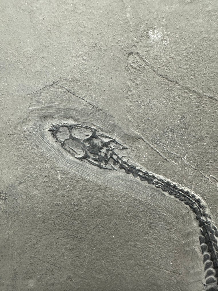 Fossil - Fossilplattenmatrix - 2 Keichousaurus sp. (Father and son) - 33 cm - 20,5 cm #3.2