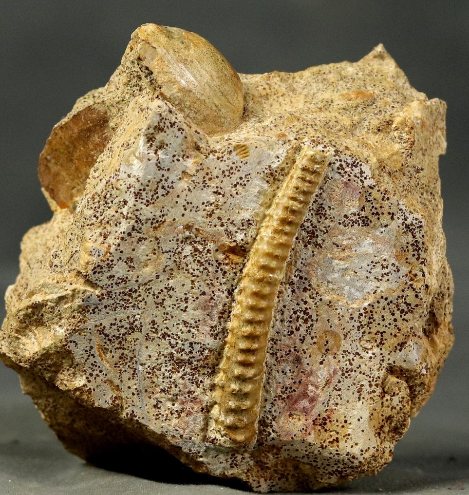 Ritka - egy finom, kicsavarodott ammonit. - Fosszilizálódott állat - Spiroceras orbignyi #1.0