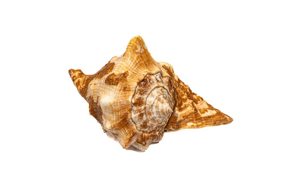 拉尼努斯海螺 - 收藏贝壳/收藏品 动物标本剥制壁挂支架 - Strombus raninus - 15.5 cm - 0 cm - 0 cm - CITES附录II - 欧盟附件B - 1 #1.0